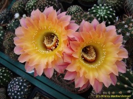 Echinopsis Hybride  041